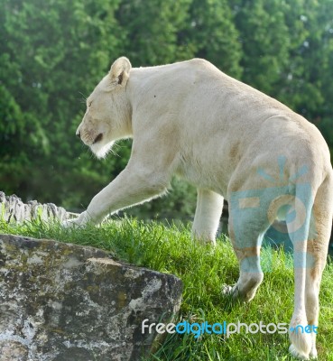 Isolated Picture With A White Lion Walking Stock Photo