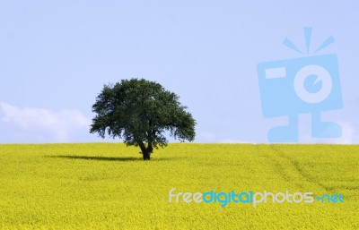 Isolated Tree In Rapeseed Field Stock Photo