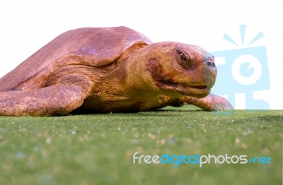 Isolated Turtle Stock Photo