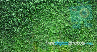 Ivy background Stock Photo