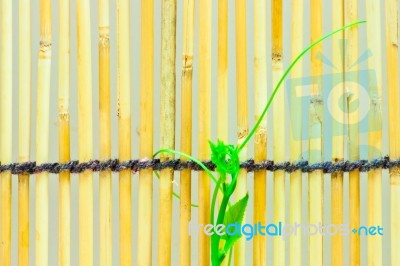 Ivy Shoots On  Japanese Bamboo Blind Stock Photo