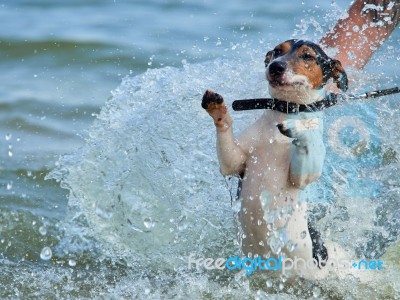 Jack Russell On The Coast Stock Photo