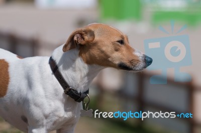 Jack Russell Terrier Dog Stock Photo