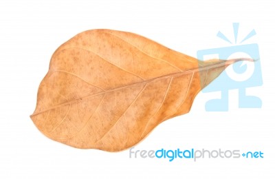 Jackfruit Leaf Stock Photo