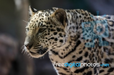 Jaguar At Loro Parque Zoo Stock Photo