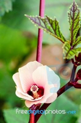 Jamaica Sorrel Flower Stock Photo