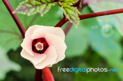 Jamaica Sorrel Flower Stock Photo