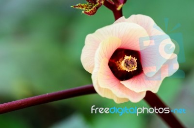 Jamaica Sorrel Or Hibiscus Sabdariffa Flower Stock Photo