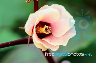 Jamaica Sorrel Or Hibiscus Sabdariffa Flower Stock Photo