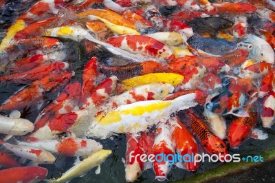 Japanese Koi Fish Stock Photo