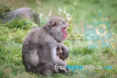 Japanese Macaque (macaca Fuscata) Or Snow Monkey Stock Photo