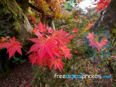 Japanese Maple (acer Palmatum) In Autumn Colours Stock Photo