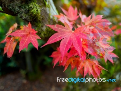 Japanese Maple (acer Palmatum) In Autumn Colours Stock Photo