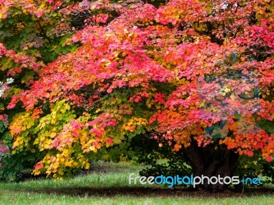 Japanese Maple (acer Palmatum) In Autumn Colours Stock Photo