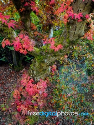 Japanese Maple (acer Palmatum) In Autumn Colours Stock Photo