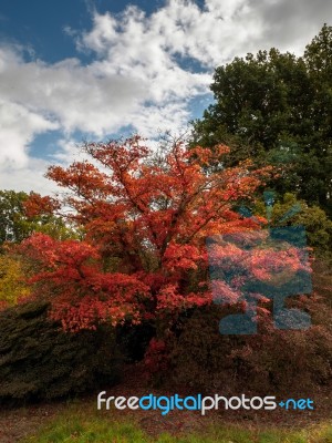 Japanese Maple (acer Palmatum) In Autumn Colours Stock Photo