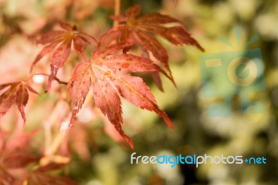 Japanese Red Maple Leaves. Autumn Fall Season Color Stock Photo