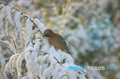 Jay In Snow Stock Photo