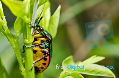 Jewel Beetle In Green Nature Stock Photo