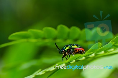Jewel Beetle In Green Nature Stock Photo Jewel Beetle In Green Nature Stock Photo