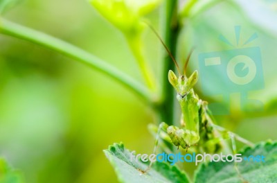 Jeweled Flower Mantis Or Indian Flower Mantis Stock Photo