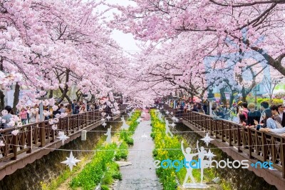 Jinhae,korea - April 2 : Jinhae Gunhangje Festival Is The Largest Cherry Blossom Festival In Korea.tourists Taking Photos Of The Beautiful Scenery Around Jinhae,korea On April 2,2016 Stock Photo