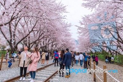 Jinhae,korea - April 4 : Jinhae Gunhangje Festival Is The Largest Cherry Blossom Festival In Korea.tourists Taking Photos Of The Beautiful Scenery Around Jinhae,korea On April 4,2015 Stock Photo