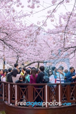 Jinhae,korea - April 4 : Jinhae Gunhangje Festival Is The Largest Cherry Blossom Festival In Korea.tourists Taking Photos Of The Beautiful Scenery Around Jinhae,korea On April 4,2015 Stock Photo