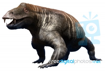 Jonkeria Stock Image