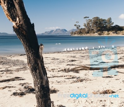 Jubilee Beach In The Town Of Swansea, Tasmania Stock Photo