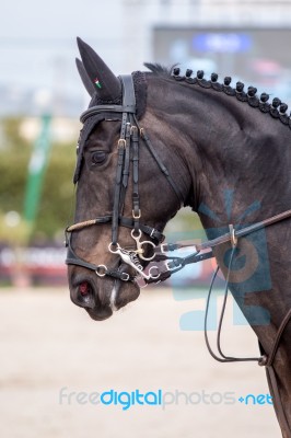 Jumping Horse Head Stock Photo