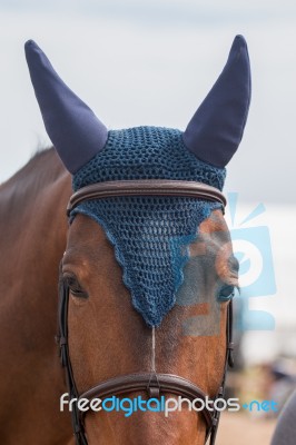 Jumping Horse Head Stock Photo