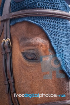 Jumping Horse Head Stock Photo