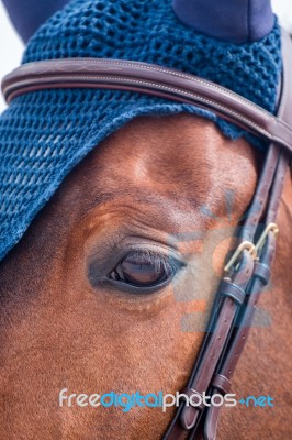 Jumping Horse Head Stock Photo