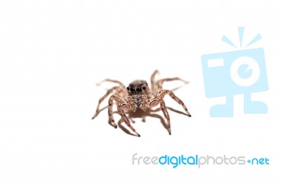 Jumping Spider Stock Photo