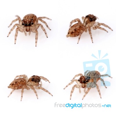 Jumping Spiders Stock Photo