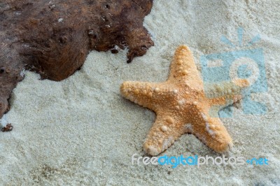 Jungle Starfish Stock Photo