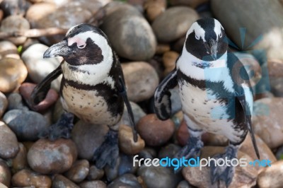 Juvenile African Penguins (spheniscus Demersus) Stock Photo