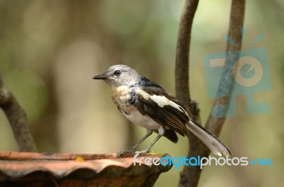 Juvenile Female Oriental Magpie-robin Stock Photo