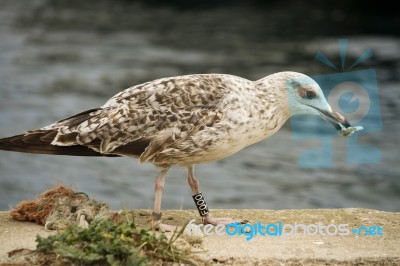 Juvenile Seagull Stock Photo