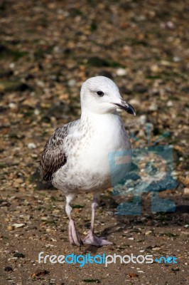 Juvenile Walking Stock Photo