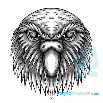 Kakapo Owl Parrot Head Tattoo Stock Image