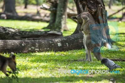 Kangaroo Outside Stock Photo