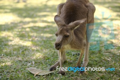 Kangaroo Outside Stock Photo