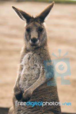 Kangaroo Outside Stock Photo