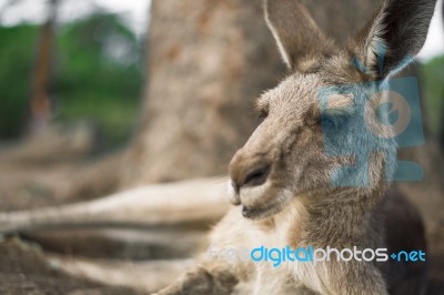 Kangaroo Outside During The Day Stock Photo