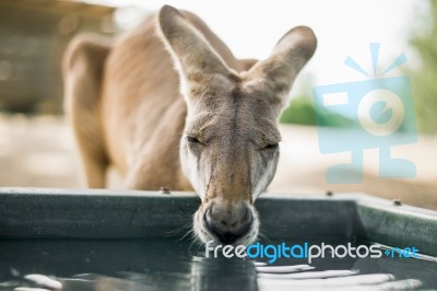 Kangaroo Outside During The Day Stock Photo