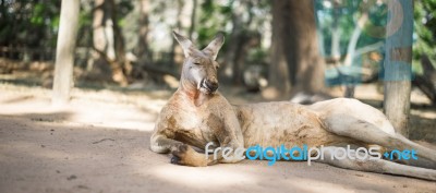 Kangaroo Outside During The Day Stock Photo