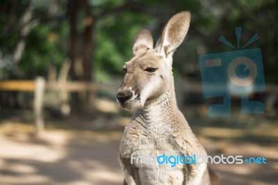 Kangaroo Outside During The Day Stock Photo