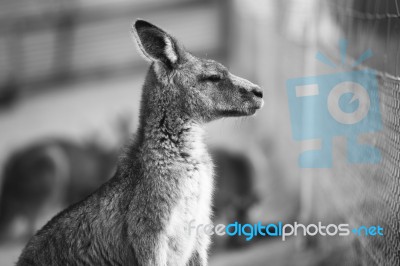 Kangaroo Outside During The Day Stock Photo